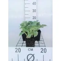GRDplanten 6 x Hosta hybr. 'Blue Cadet' - Hosta - vaso 9 x 9 cm x 9 cm
