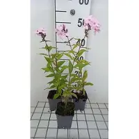 GRDplanten 6 x Phlox (p) 'Pink Pastel' - fiore di fiamma - vaso 9 x 9 cm