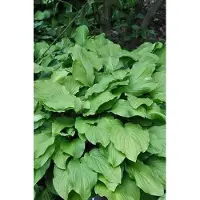 GRDplanten 6 x Hosta hybr. 'Honeybells' - Hosta - vaso 9 x 9 cm x 9 cm