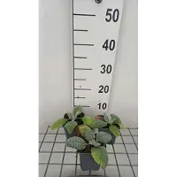 GRDplanten 6 x Salvia argentea - muschio stellare - vaso 9 x 9 cm