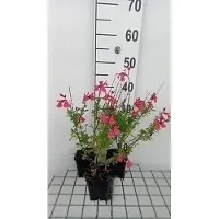GRDplanten 6 x Salvia greggii 'Lipstick' - Muschio a stella - vaso 9 x 9 cm