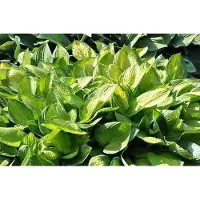 GRDplanten 6 x Hosta hybr. 'Gold Standard' - Hosta - vaso 9 x 9 cm