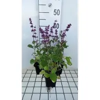 GRDplanten 6 x Salvia vert. 'Endless Love' - muschio stellato - vaso 9 x 9 cm