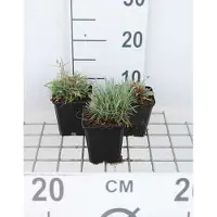 GRDplanten 6 x Dianthus gratianopolitanus (caesius) - Garofano - Vaso 9 x 9 cm