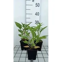 GRDplanten 6 x Echinacea purp. 'Lakota Red' - fiore di conifera - vaso 9 x 9 cm