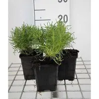 GRDplanten 6 x Santolina rosmarinifolia (virens/viridis) - Erba sacra - vaso 9 x 9 cm