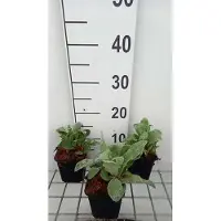 GRDplanten 6 x Lychnis coronaria - Campioncino - vaso 9 x 9 cm