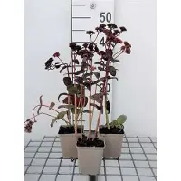 GRDplanten 6 x Sedum hybr. 'Purple Emperor' - Foglia grassa - vaso 9 x 9 cm