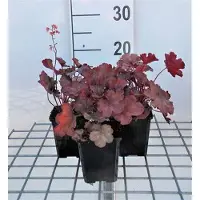 GRDplanten 6 x Heuchera hybr. 'Cherry Cola' - campanula viola - vaso 9 x 9 cm