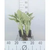 GRDplanten 6 x Hosta hybr. 'Francee' - Hosta - Vaso 9 x 9 cm