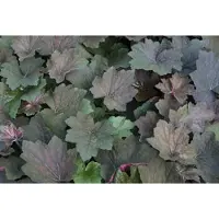 GRDplanten 6 x Heuchera hybr. 'Brownies' - Campane viola - vaso 9 x 9 cm