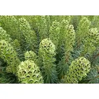 GRDplanten 6 x Euphorbia char. 'Black Pearl' - Euforbia - Vaso da 9 x 9 cm