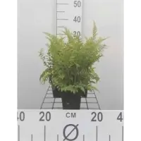 GRDplanten 6 x Polystichum set. herrenhausen" - Felce setolosa "Herrenhausen" - Vaso 9 x 9 cm