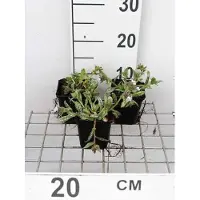 GRDplanten 6 x Pulmonaria hybr. 'Opal' - Allium marrone - vaso 9 x 9 cm