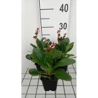 GRDplanten 6 x Bergenia hybr. 'Dragonfly Angel Kiss' - pseudodictamnus - vaso 9 x 9 cm