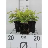 GRDplanten 6 x Astilbe (a) 'Brautschleier' - Magnifica spirea - vaso 9 x 9 cm