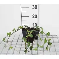 GRDplanten 12 x Hedera helix - edera comune - vaso 9 cm x 9 cm
