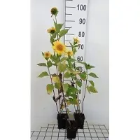GRDplanten 6 x Helianthus decap. 'Meteor' - Girasole - Vaso 9 x 9 cm