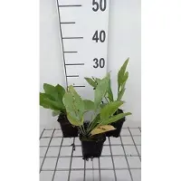 GRDplanten 6 x Rudbeckia maxima - Cavolfiore - Vaso 9 x 9 cm