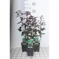 GRDplanten 6 x Eupatorium rugosa 'Chocolate' - Senape d'acqua - Vaso 9 x 9 cm