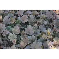 GRDplanten 6 x Heuchera hybr. 'Binoche' - Campanula viola - vaso 9 x 9 cm