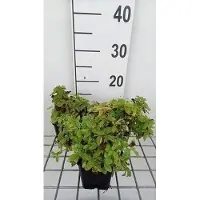 GRDplanten 6 x Campanula lact. 'White Pouffe' - Menta di montagna - vaso 9 x 9 cm