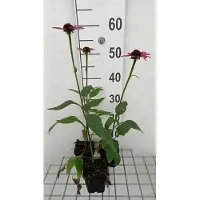 GRDplanten 6 x Echinacea purp. 'Little Magnus' - fiore di conifera - vaso 9 x 9 cm