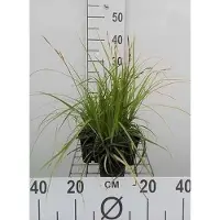 GRDplanten 6 x Carex osh. j.s. Greenwell' - Carice giapponese J.S. Greenwell - Vaso 9 x 9 cm