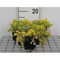 GRDplanten 6 x Sedum acre - Foglia grassa - Vaso 9 x 9 cm