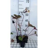 GRDplanten 6 x Ligularia dent. desdemona' - Fiasco dorato - vaso 9 x 9 cm