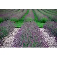GRDplanten 6 x Lavandula int. 'Phenomenal' (niko) - Lavanda - vaso 9 x 9 cm