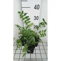 GRDplanten 6 x Galega officinalis - Galega - vaso 9 x 9 cm