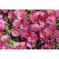 GRDplanten 6 x Aster n.-a. 'Andenken An A. Pötschke' - Astro autunnale - vaso 9 x 9 cm