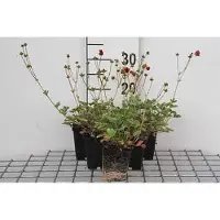 GRDplanten 6 x Potentilla atrosanguinea - Arbusto a dito - Vaso 9 x 9 cm
