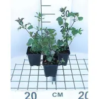 GRDplanten 6 x Lamium maculatum - Ortica morta - Vaso 9 x 9 cm