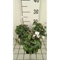 GRDplanten 6 x Ciclamino hed. perle bianche" - Primavera - Vaso 9 x 9 cm