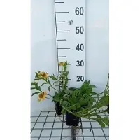 GRDplanten 6 x Helenium aut. 'Pumilum Magnificum' - Girasole - vaso 9 x 9 cm