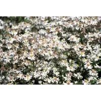 GRDplanten 6 x Aster divaricatus - Aster autunnale - vaso 9 x 9 cm