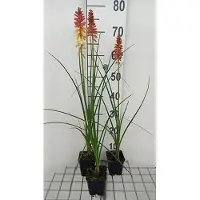 GRDplanten 6 x Kniphofia hybr. 'Rocket's Red Glare' (piromania) - Giglio torcia - vaso 9 x 9 cm