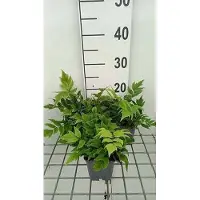 GRDplanten 6 x Cyrtomium fort. 'Clivicola' - Felce a scudo lucida 'Clivicola' - vaso 9 x 9 cm