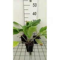 GRDplanten 6 x Pulmonaria rubra - Allium marrone - vaso 9 x 9 cm