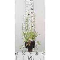 GRDplanten 6 x Tanacetum (c) 'Robinson's Red' - Marguerite - vaso 9 x 9 cm