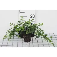 GRDplanten 12 x Vinca minor - Pervinca piccola - Vaso 9 cm x 9 cm