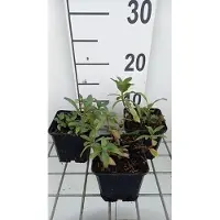 GRDplanten 6 x Lysimachia ephemerum - erba cipollina - vaso 9 x 9 cm