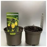GRDplanten 6 x Kirengeshoma palmata - campana di cera giapponese - vaso 9 x 9 cm