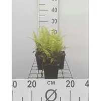 GRDplanten 6 x Pteridium aquilinum - felce di salice - vaso 9 x 9 cm