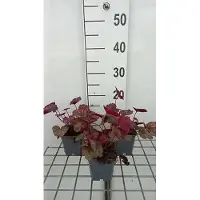 GRDplanten 6 x Heuchera hybr. 'Georgia Peach' - campanula viola - vaso 9 x 9 cm