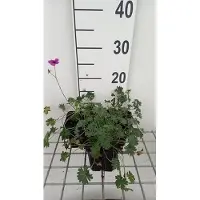 GRDplanten 6 x Geranio cin. 'Subcaulescens' - Etichetta di salvataggio - Topf 9 x 9 cm
