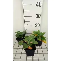 GRDplanten 6 x Hosta ventricosa - Hosta - Vaso 9 x 9 cm