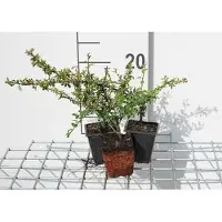 GRDplanten 12 x Cotoneaster suec. 'Skogholm' - Nespola nana di Skogholm - vaso 9 cm x 9 cm